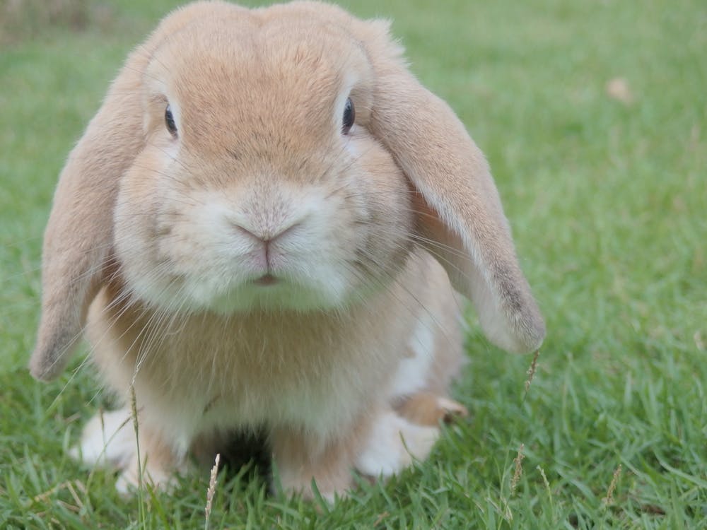 rabbit welfare survey featured image