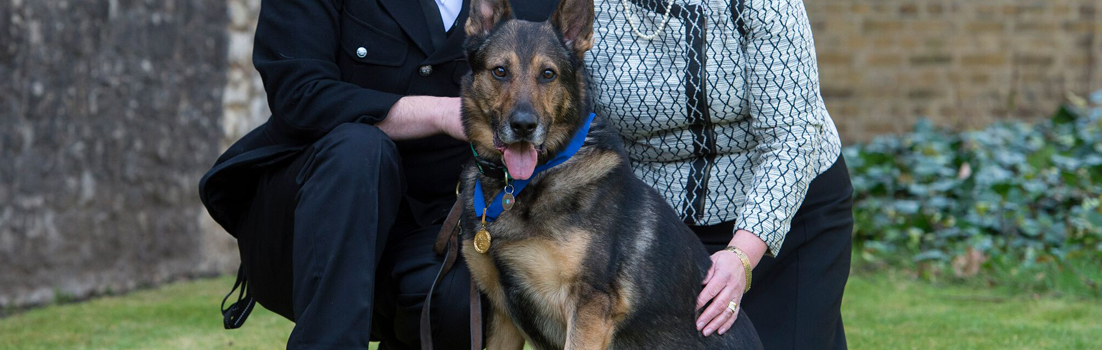 Animals' George cross