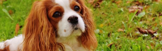 heart scheme for Cavalier King Charles Spaniels