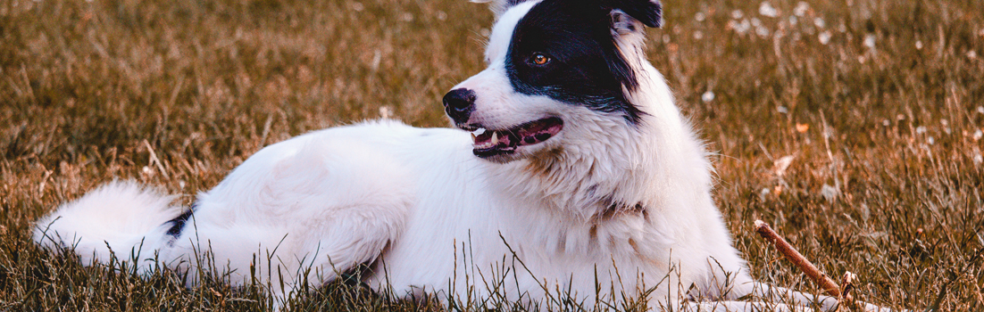 Dog in shade to prevent heatstroke