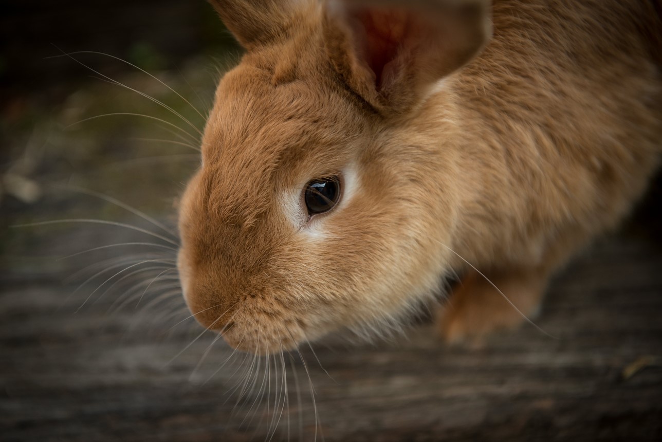 Rabbit nursing CPD courses