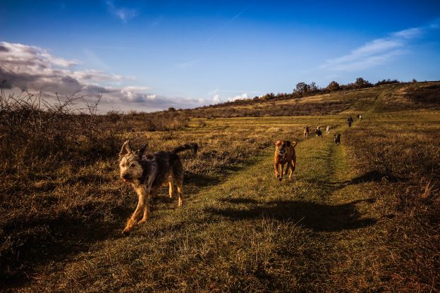 dog walking and pet sitting business short course