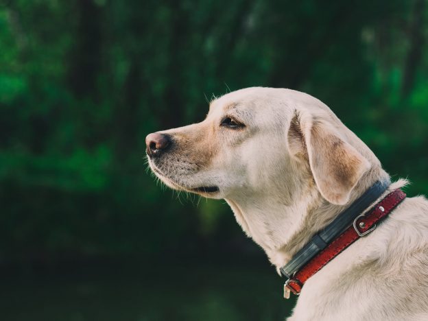 Labrador sitting outside - dog grooming teacher blog