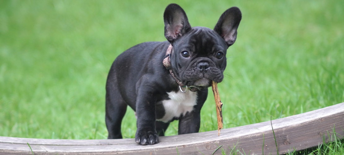 Could Instagram trends be having an impact on puppy farming
