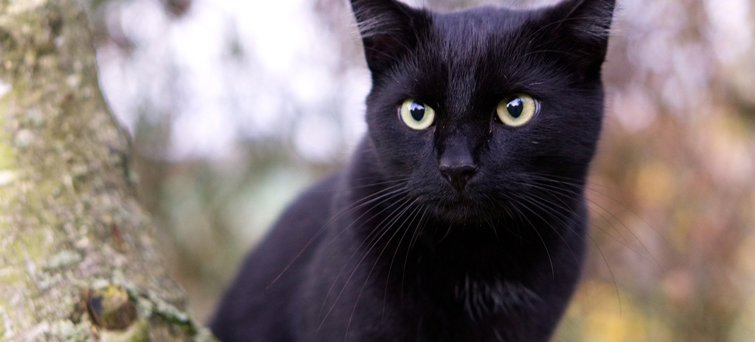 Black cats