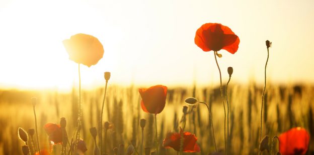 Remembrance Sunday