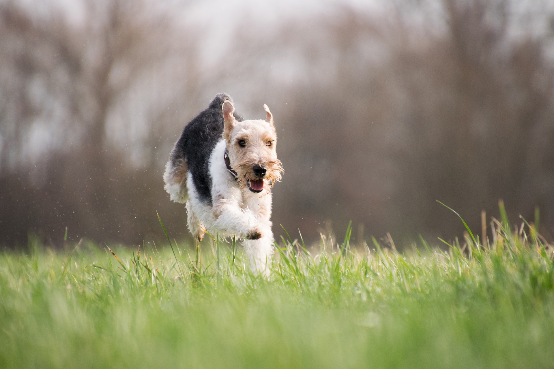 Fox Terrier Running