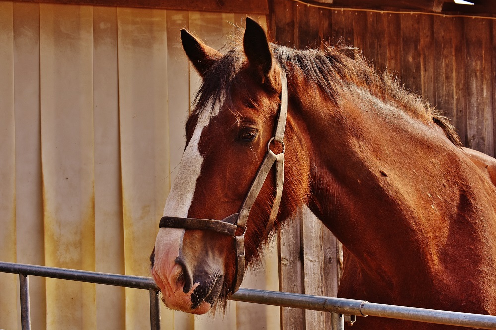 Horse Groom Job Profile