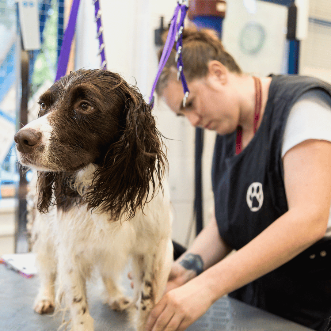 Springer spaniel being groomed in a rooming salon by a dog grooming student