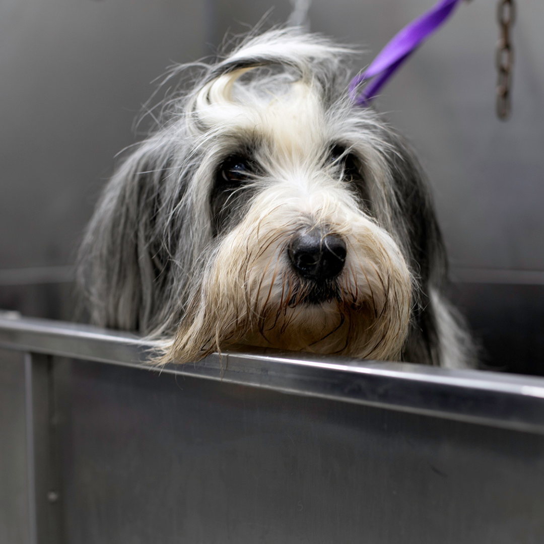 Bearded collie in a bath in a dog grooming parlour