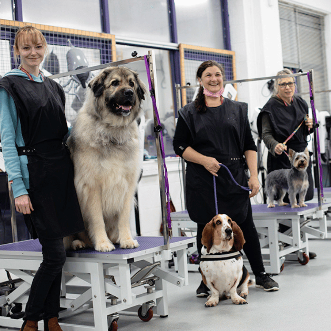 Dog grooming students at college