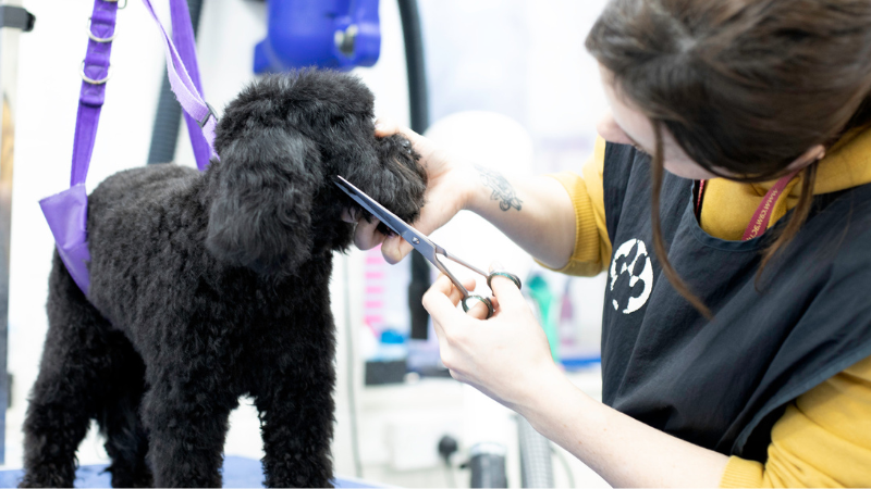 Dog grooming student trimming the face of a black cockerpoo in a dog grooming parlour