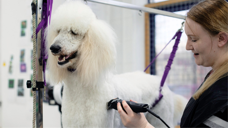 Dog grooming student clipping a white standard poodle