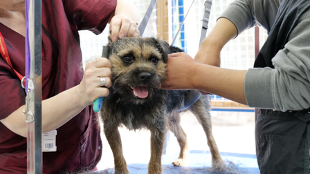 Dog grooming tutor teaching dog grooming student how to hand strip a border terrier