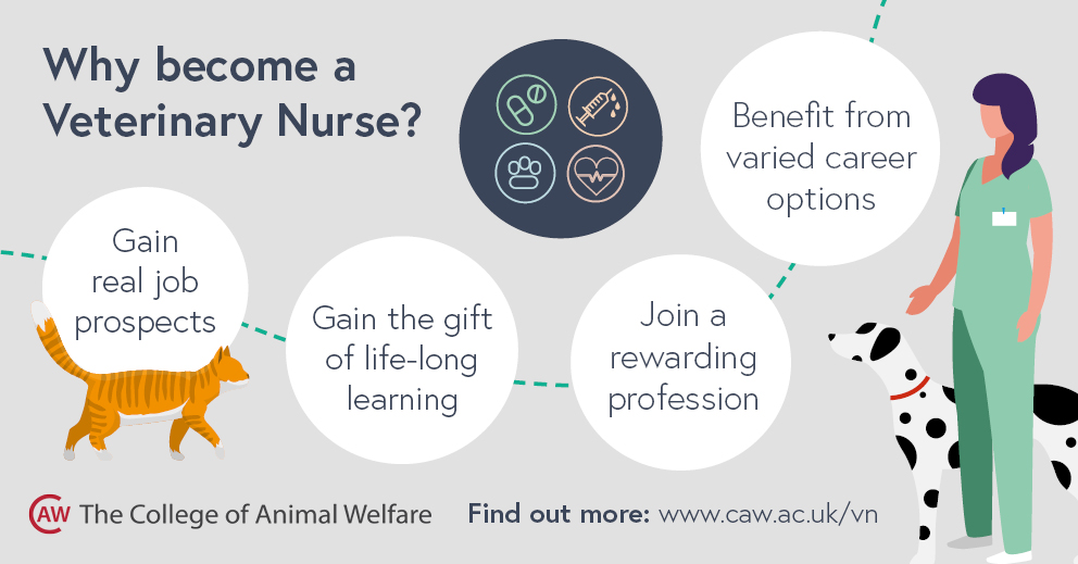 Why Become a Veterinary Nurse Featured Image