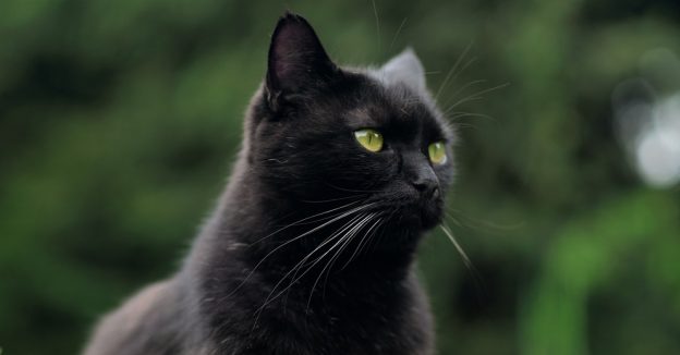 Black Cat Day Image