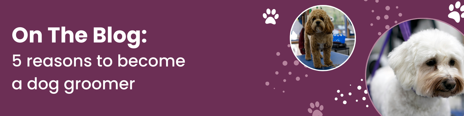 5 reasons to become a dog groomer blog banner